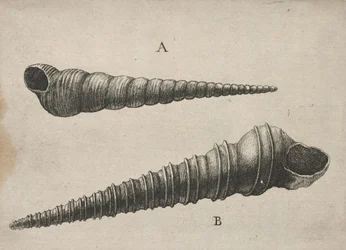 Kagylók (Turritella terebra és T. duplicata L.)